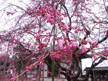 天寧寺の枝垂れ桜