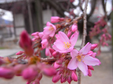 天寧寺の枝垂れ桜