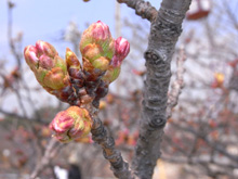 山頂付近の桜