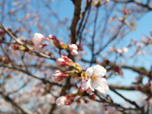 千光寺の桜