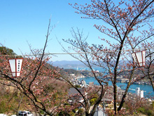 千光寺の桜