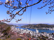 千光寺付近の桜