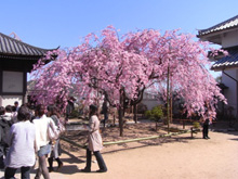 天寧寺の枝垂れ桜