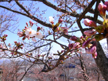尾道市立美術館付近の桜