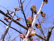 八重桜