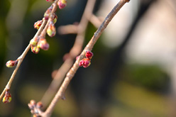 寒桜