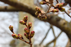 美術館前の桜