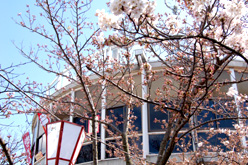 展望台付近の桜