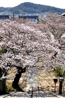 西國寺の桜