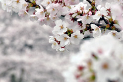 千光寺公園の桜