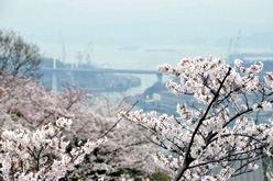 千光寺公園の桜