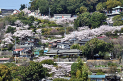 千光寺公園の桜