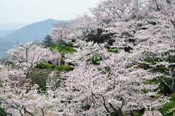 千光寺公園の桜