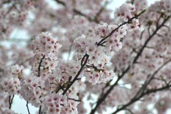 千光寺公園の桜