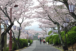 千光寺公園の桜