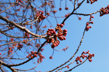 レストランプティアノン近くの寒桜