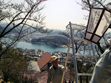 千光寺の桜