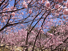 レストランプティアノン近くの寒桜