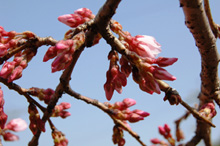 しだれ桜