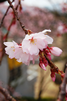 しだれ桜