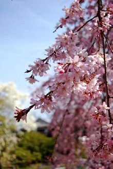 天寧寺の「しだれ桜」