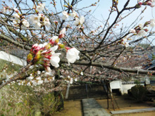 西國寺の「ソメイヨシノ」