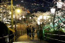 千光寺公園の夜桜