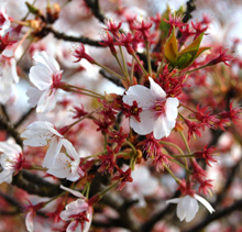 千光寺公園