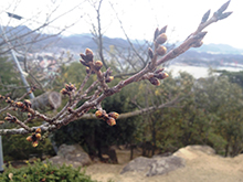 千光寺の桜