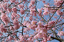 千光寺の桜