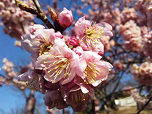 千光寺の桜