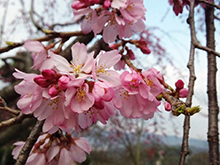 三春滝桜（ベニシダレザクラ）