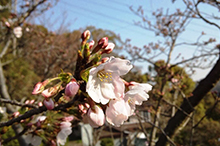 千光寺のソメイヨシノ