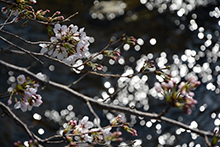 桜土手