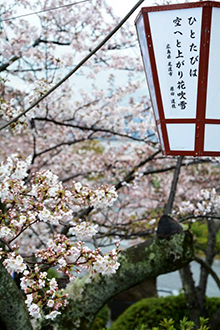 千光寺のソメイヨシノ