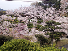 千光寺のソメイヨシノ