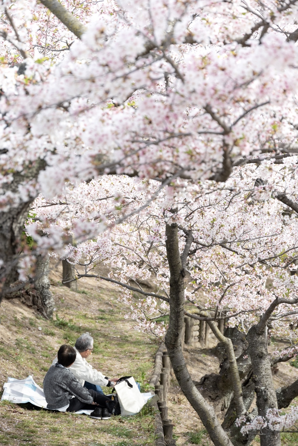 【お花見情報】千光寺公園・お花見シーズンの交通規制について