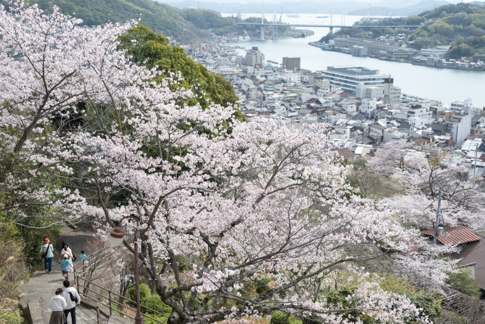 【お花見情報】尾道の桜情報を随時更新中です