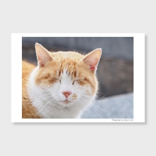 福猫　‐post card‐