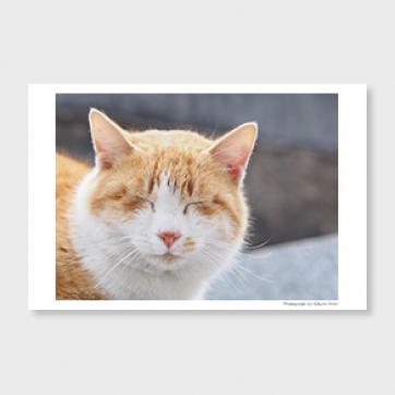 福猫 ‐post card‐
