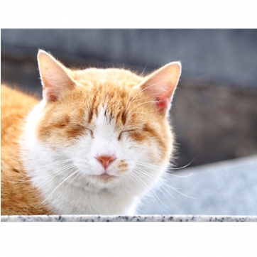 福猫　‐post card‐