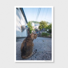 坂道のネコ　‐post card‐