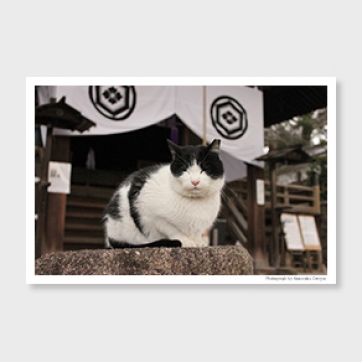 ネコのいる風景　‐post card‐