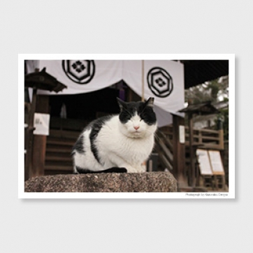 ネコのいる風景 ‐post card‐