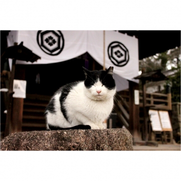 ネコのいる風景　‐post card‐