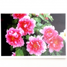 天寧寺の牡丹　‐post card‐