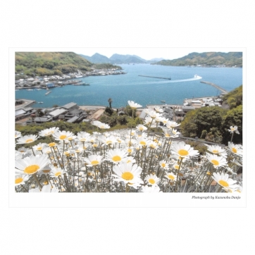 因島の除虫菊　‐post card‐