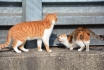 尾道にかくれる猫を探して歩く散歩道