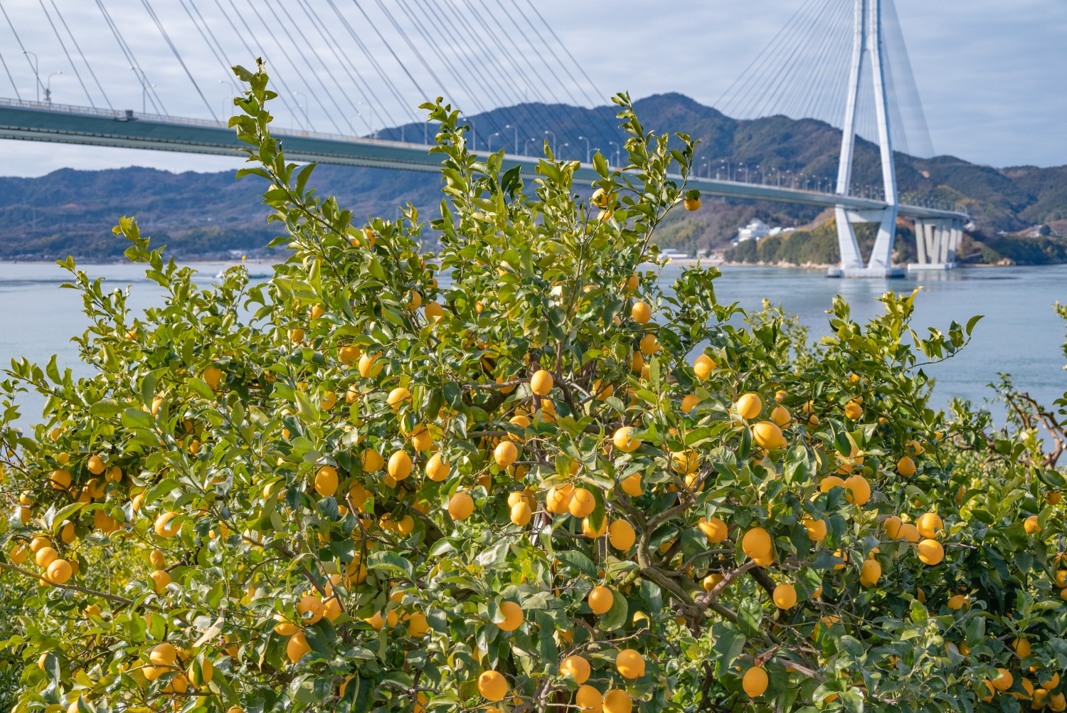 〔生口島〕レモン谷