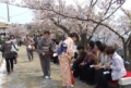 第30回 さくら茶会